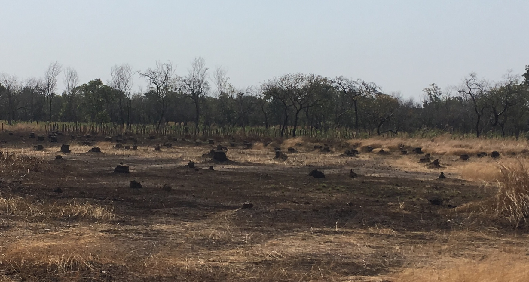 c-deforestation c-deforestation