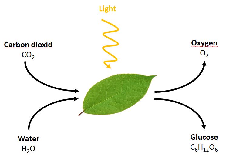 photosynthesis