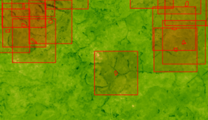 NDVI of the background
